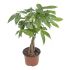 Pachira Acquatica in vaso 15 cm 27 9734242