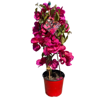 Glicine bianco in vaso 17 cm 23 35663730