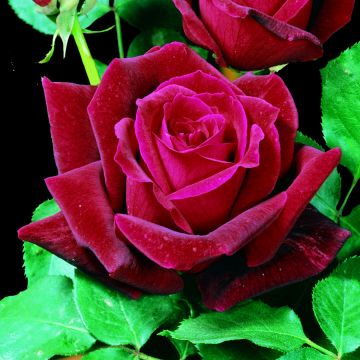 Rosa Christophe Colomb® Meilland rampicante in vaso 20 cm 24 2839581