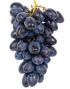 Uva DON MARIANO NAPOLEON nera in vaso 16 cm AMDGARDEN 27 33926864