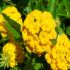 Lantana gialla strisciante in vaso 16 cm 29 3761719
