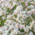Rosa paesagistica Champs Elysees ® Meilland a cespuglio in vaso 19 cm 26 4049269