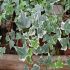Hedera Helix variegata in vaso 16/18 cm 26 7338938