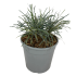 Erba Ghiaccio Finicia Truncata Ice Crystal vaso 18 cm 31 33929320