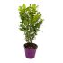 Alloro da siepe Laurus Nobilis in vaso 18 cm 28 2694523