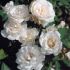 Rosa Blanc Queen Elisabeth ® Meilland a cespuglio in vaso 19 cm 24 11445921
