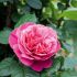 Rosa Line Renaud® Meilland a cespuglio in vaso 20 cm 27 2839390