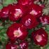 Rosa paesagistica Patrick Poivre D'Arvor ® Meilland a cespuglio in vaso 19 cm 25 4043834