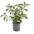 Viburnum Lucidum in vaso 18 cm 26 2686453