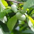 Asimina Triloba in vaso 18 cm 28 18657194