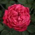 Rosa Alexandre Astier® Meilland a cespuglio in vaso 19 cm 25 18691970
