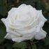Rosa Pierre Arditi® Meilland a cespuglio in vaso 19 cm 27 2820385