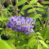 Glicine Americano wisteria frutescens longwood purple in vaso 18 cm 29 35669140
