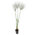 Papiro in vaso 18 cm 26 12896372