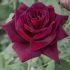 Rosa Black Perfumella ® Meilland a cespuglio in vaso 19 cm 28 2815918