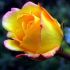 Rosa MME A. Gioia Pace® Meilland a cespuglio in vaso 19 cm 27 2821569