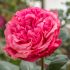 Rosa Audrey Fleurot ® Meilland a cespuglio in vaso 19 cm 28 4048117