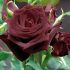 Rosa Black Baccara® Meilland a cespuglio in vaso 19 cm 28 2815901