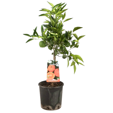 Arancio Amaro in vaso 18 cm 30 28640284