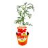 Pomodoro Datterino rosso innestato in vaso 14 cm 21 13068546
