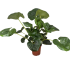 Farfugium Japonicum Giganteum in vaso 18 28 29707908