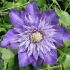 Clematis Multi Blue in vaso 18 cm 26 35235245