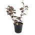 Physocarpus opulifolius Diabolo in vaso 18 cm 26 18444390