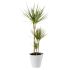 Dracaena marginata 3 tronchi 60/30/15 in vaso 19 cm 27 3365049