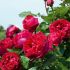 Rosa Eric Tabarly® Meilland rampicante in vaso 20 cm 29 2839449