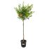 Melograno da Fiore ad alberello in vaso 22 cm 29 14629080