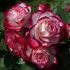 Rosa Jubilé du Prince de Monaco® Meilland a cespuglio in vaso 19 cm 30 2829382