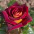 Rosa Eddy Mitchell® Meilland a cespuglio in vaso 19 cm 28 2820315