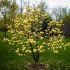Magnolia x brookynensis Yellow Bird-Magnolia da fiore giallo in vaso 18 29 30707282