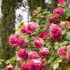 Rosa Zephirine Drouhin (1868)® Meilland rampicante in vaso 20 cm 27 2839115