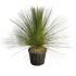 Albero d'Erba Messicano DASYLIRION LONGISSIMUM in vaso 18 cm 29 33929562