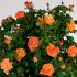 Rosa Louis de Funes® Meilland rampicante in vaso 20 cm 28 2839102