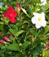 Dipladenia piramide Rosso Bianco Bicolor in vaso cm 21 28 28841115