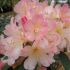 Rhododendro Yakushimanum Percy Wiseman Rosa in vaso 22 cm 20 5471122