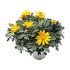Margherita gialla in vaso 18 cm 26 2728509