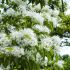 Albero della neve Chionanthus Virginicus vaso 18 cm 32 33937908