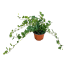 Ederina ricadente verde in vaso 14 cm 31 34273841