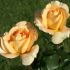 Rosa Casanova® Meilland a cespuglio in vaso 19 cm 24 2820398