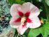 Hibiscus di Montagna HAMABO vaso 18 cm 27 33932976