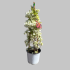 Bouganvillea piramide Bianco in vaso 18 cm 28 35669101