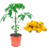 Pomodoro Ciliegino giallo innestato in vaso 14 cm 23 3549043