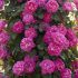 Rosa Allegro® rampicante Meilland in vaso 20 cm 28 2839445
