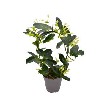 Pothos in vaso 17 cm 22 3586324