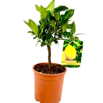 Arancio Amaro in vaso 18 cm 27 28659189