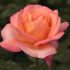 Rosa JAZZ FESTIVAL® Meilland a cespuglio in vaso 19 cm 26 33904228