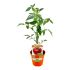 Pomodoro Tondo Liscio rosso innestato in vaso 14 cm 23 13067107
